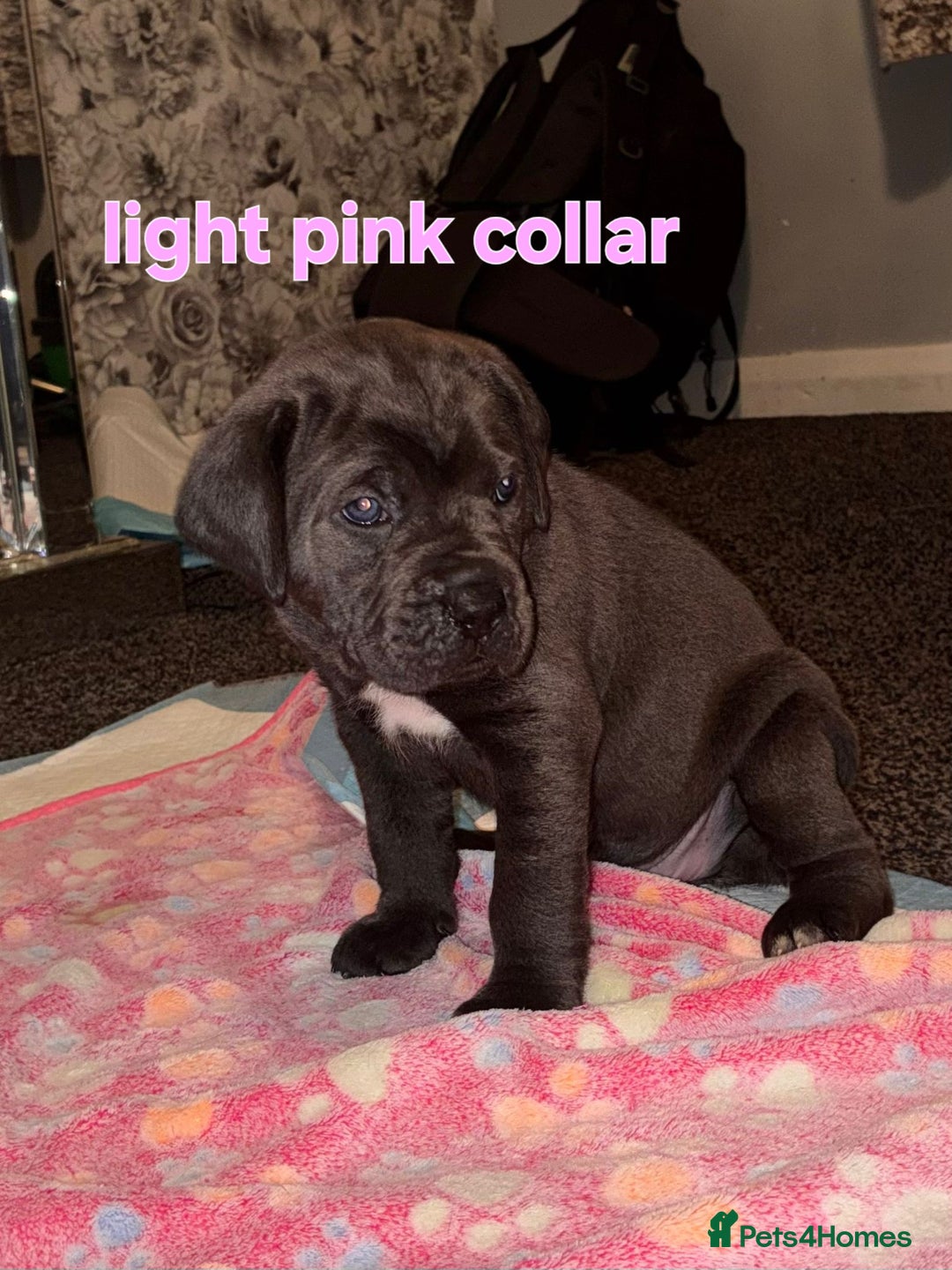 Cane Corso dogs for sale: 4 girls left *PRICE REDUCED* - Image 16