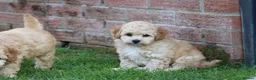Cavapoochon dogs for sale: CAVAPOOCHON PUPPIES FOR SALE - Advert 20