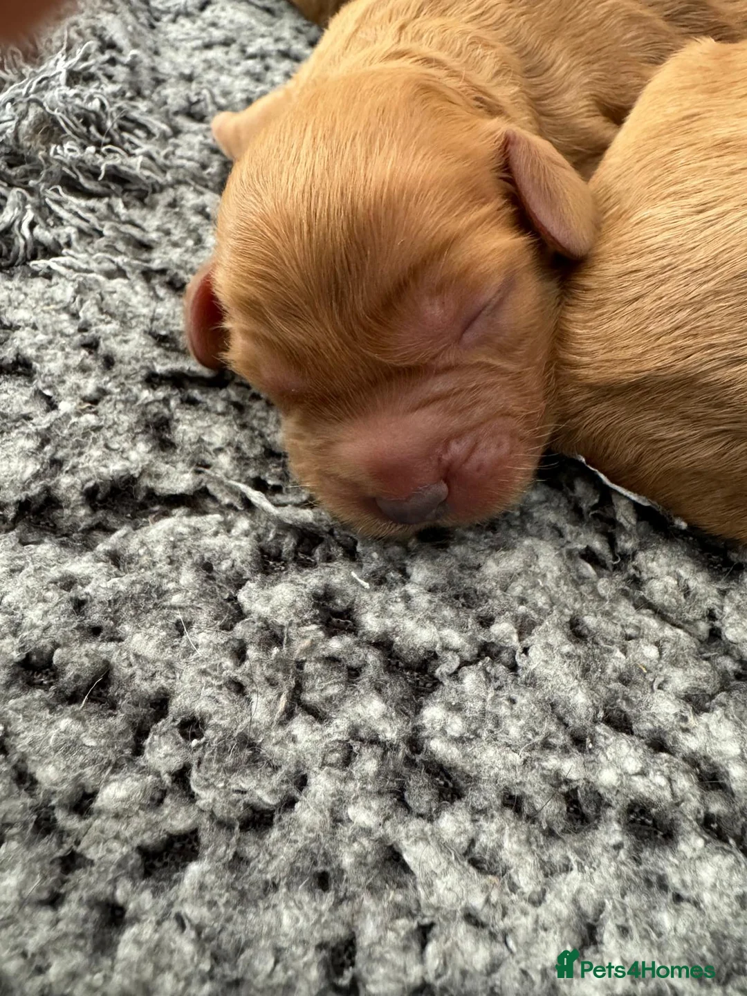 Cavalier King Charles Spaniel dogs for stud:  HEALTH TESTED kc cavalier king charles for stud  in Bedford - Advert 26