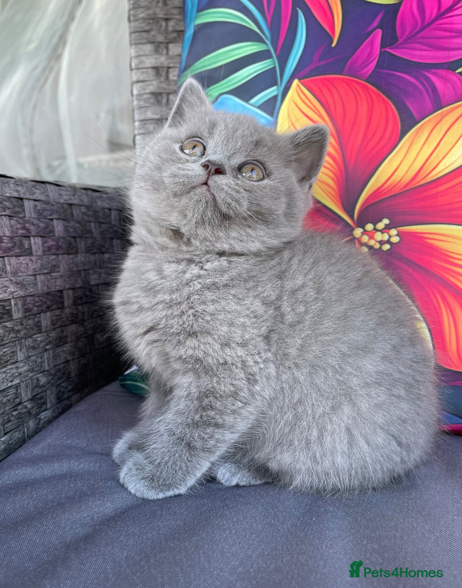 British Shorthair cats British blues shorthair  - Advert 1