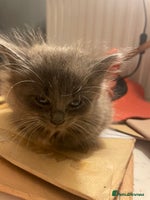 Mixed Breed cats - Advert 11