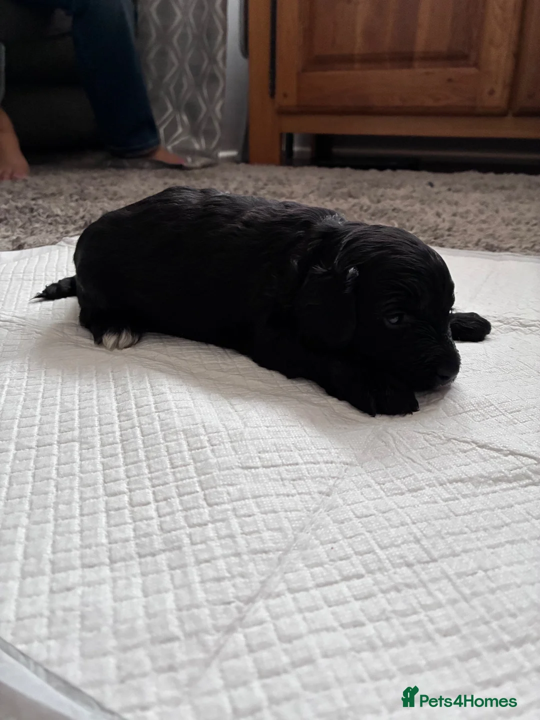 Cockapoo dogs for sale: Stunning CockaPoo puppies  in Aldershot - Advert 15