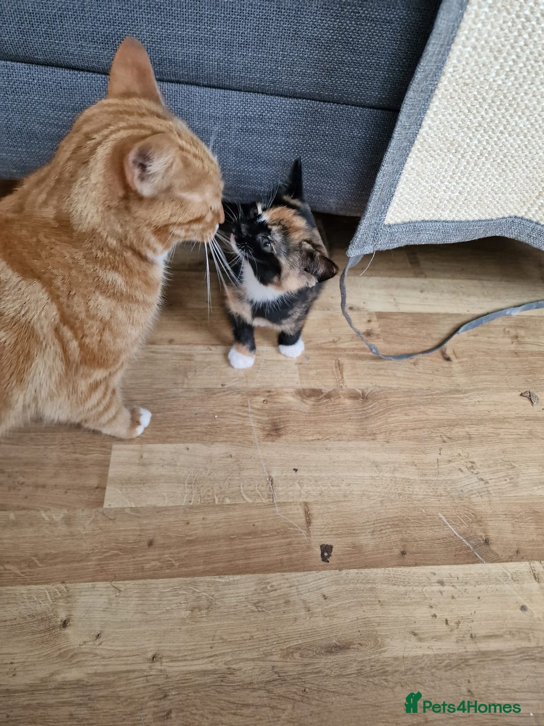 Mixed Breed cats for sale: Very special tortie and white girl - Advert 9