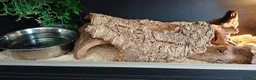 Python Snake reptiles for sale: Ball python with full set up in Leicester - Advert 5