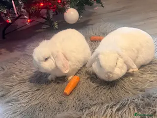 Mini Lop rabbits Female and male - Advert 16