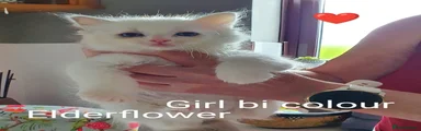 Ragdoll Kitten 7
