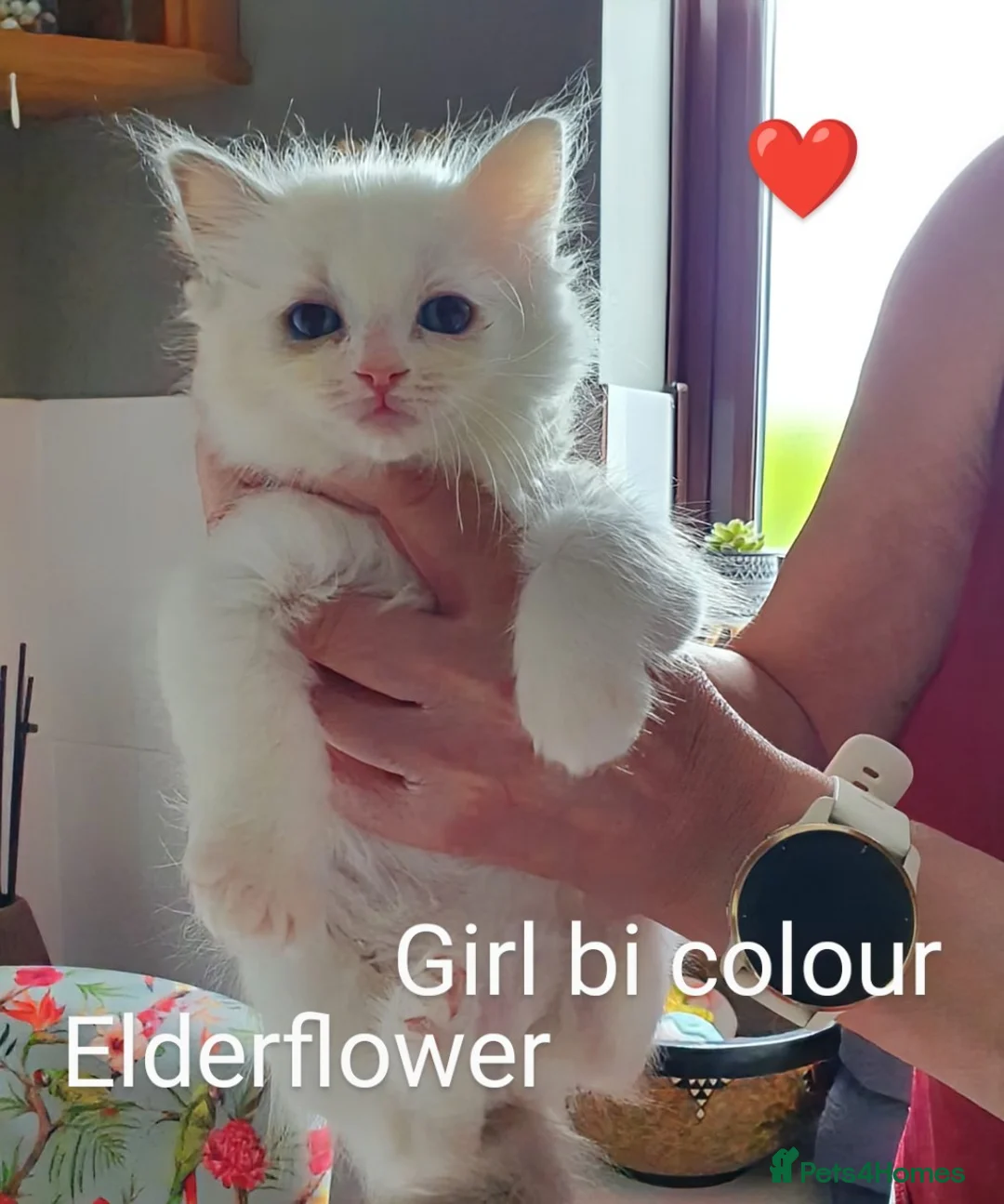 Ragdoll cats for sale: GCCF registered pedigree ragdoll kittens for sale  - Advert 2