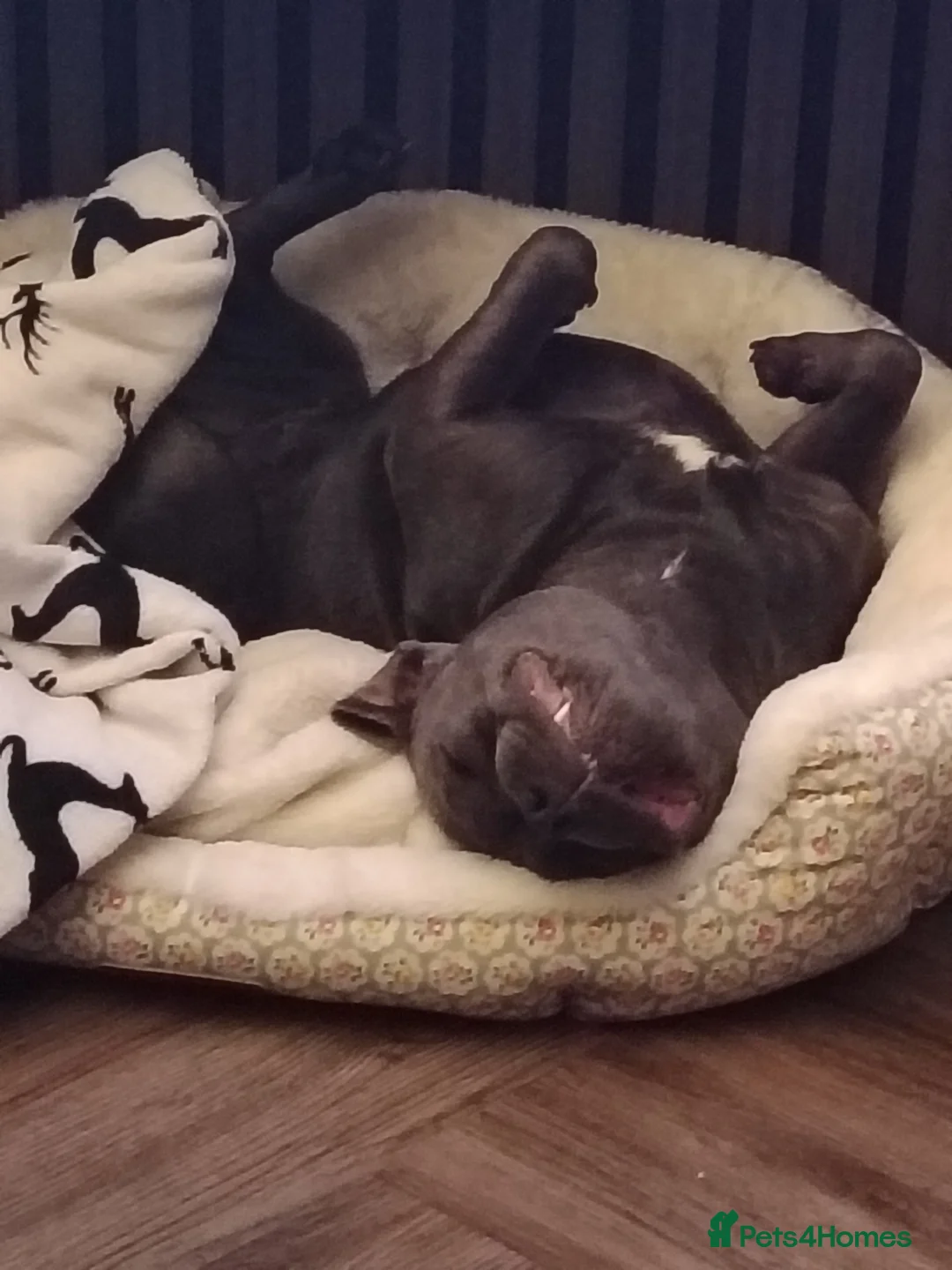 Staffordshire Bull Terrier dogs for sale: Blue Staffordshire bull terrier  - Advert 2