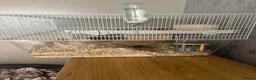Gerbil rodents for sale: Two gerbils with cage  - Advert 7