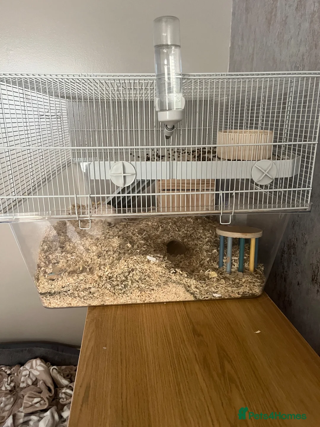 Gerbil rodents for sale: Two gerbils with cage  - Advert 7