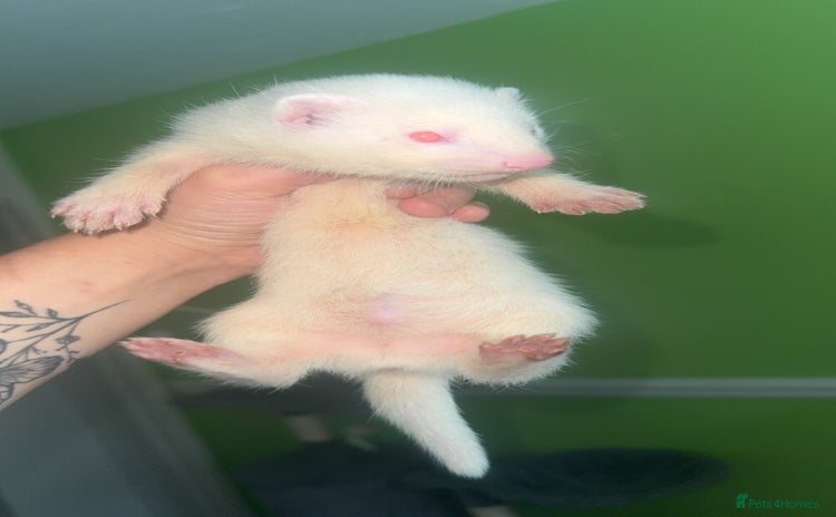 Ferret rodents - Advert 12