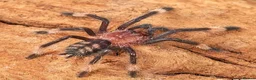 Tarantulas invertebrates for sale: Venezuelan suntiger Psalmopoeus irminia Slings 1cm in Bournemouth - Advert 2