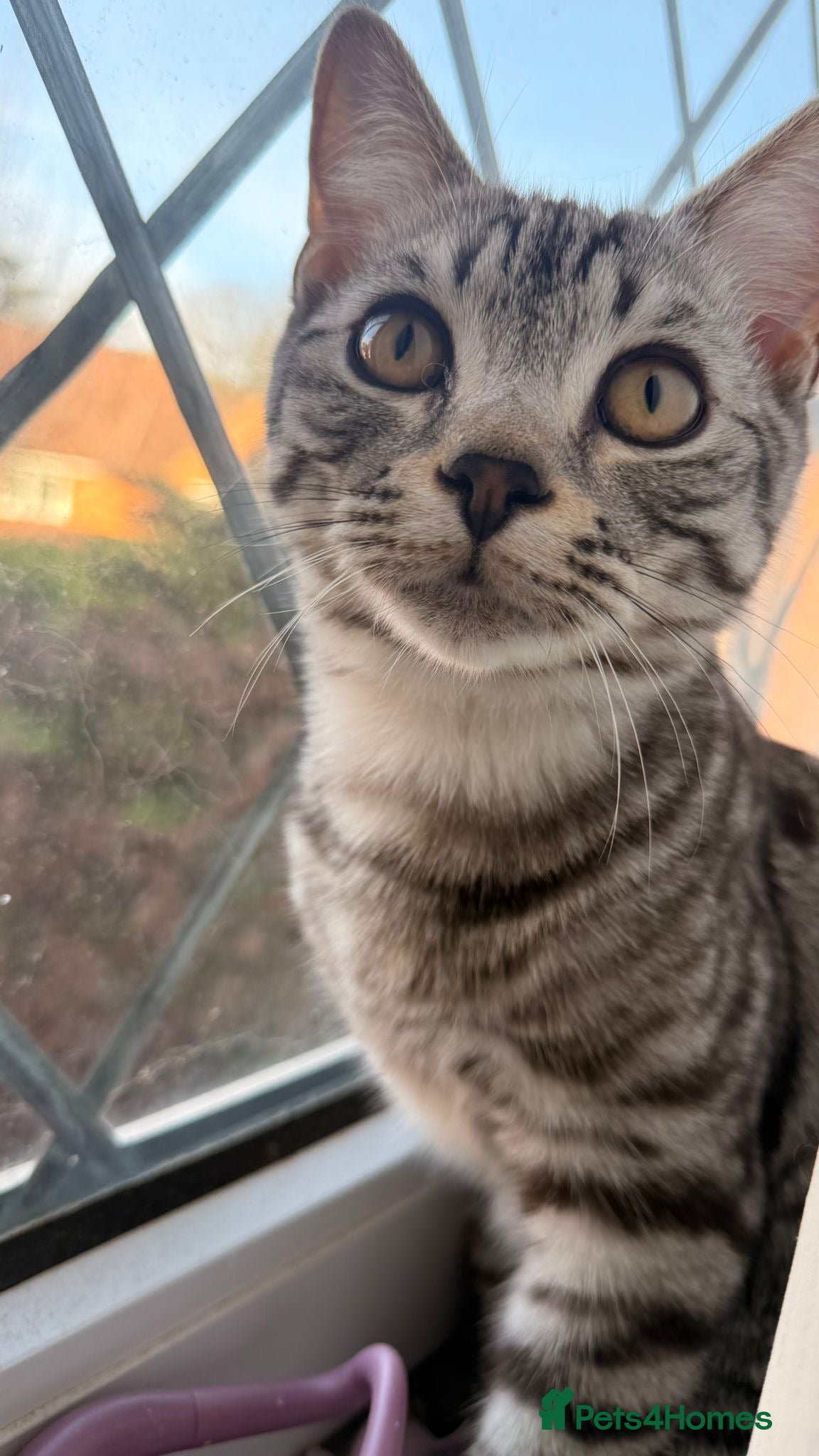 American Shorthair cats Stunning American Shorthair – Silver Tabby - Advert 10