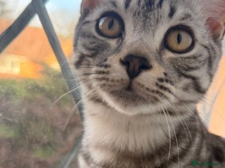 American Shorthair cats Stunning American Shorthair – Silver Tabby - Advert 10