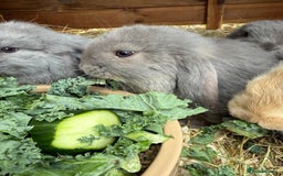 French Lop rabbits for sale: Stunning pure bred French lops  - Image 12