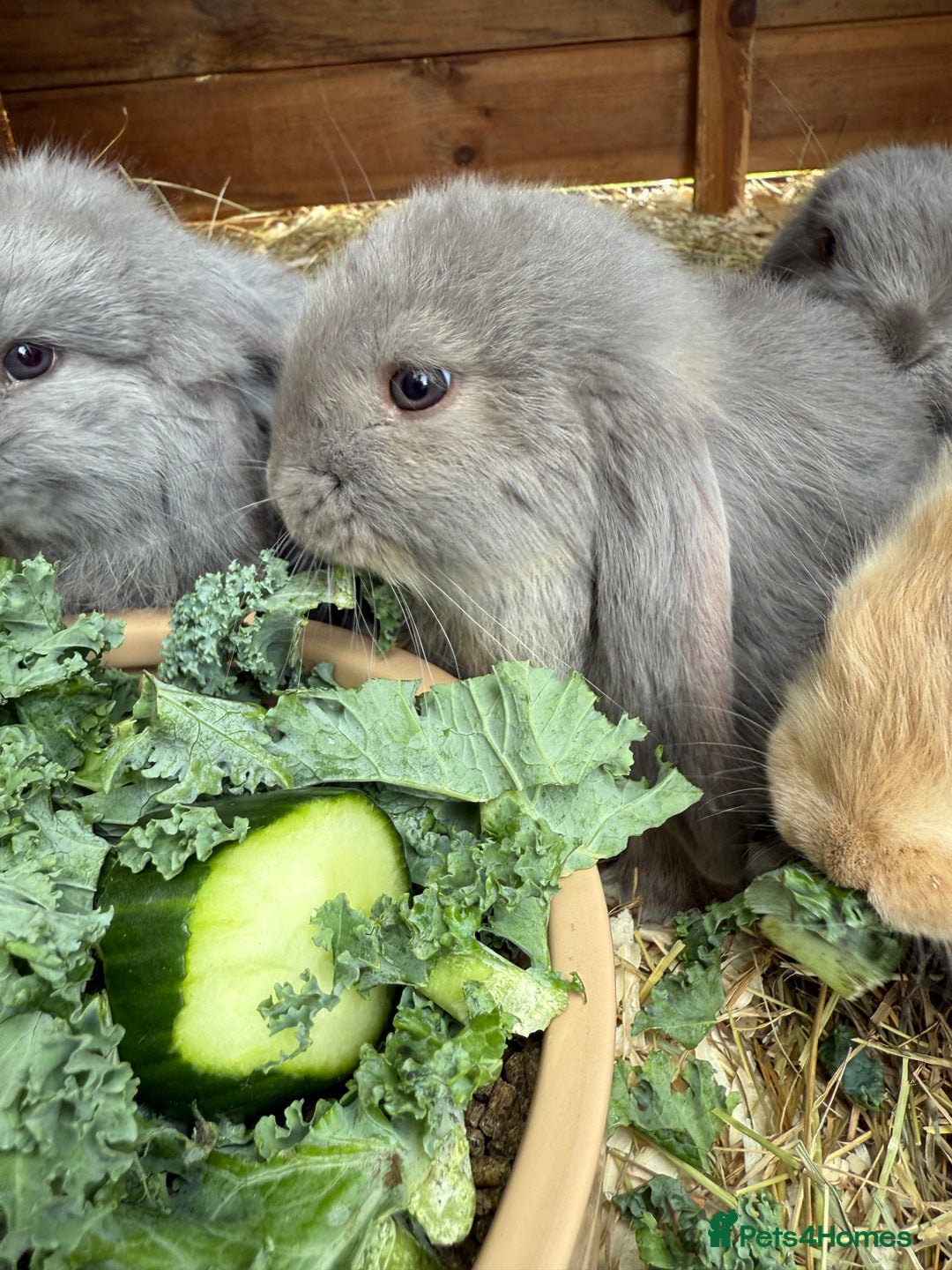 French Lop rabbits for sale: Stunning pure bred French lops  - Image 12