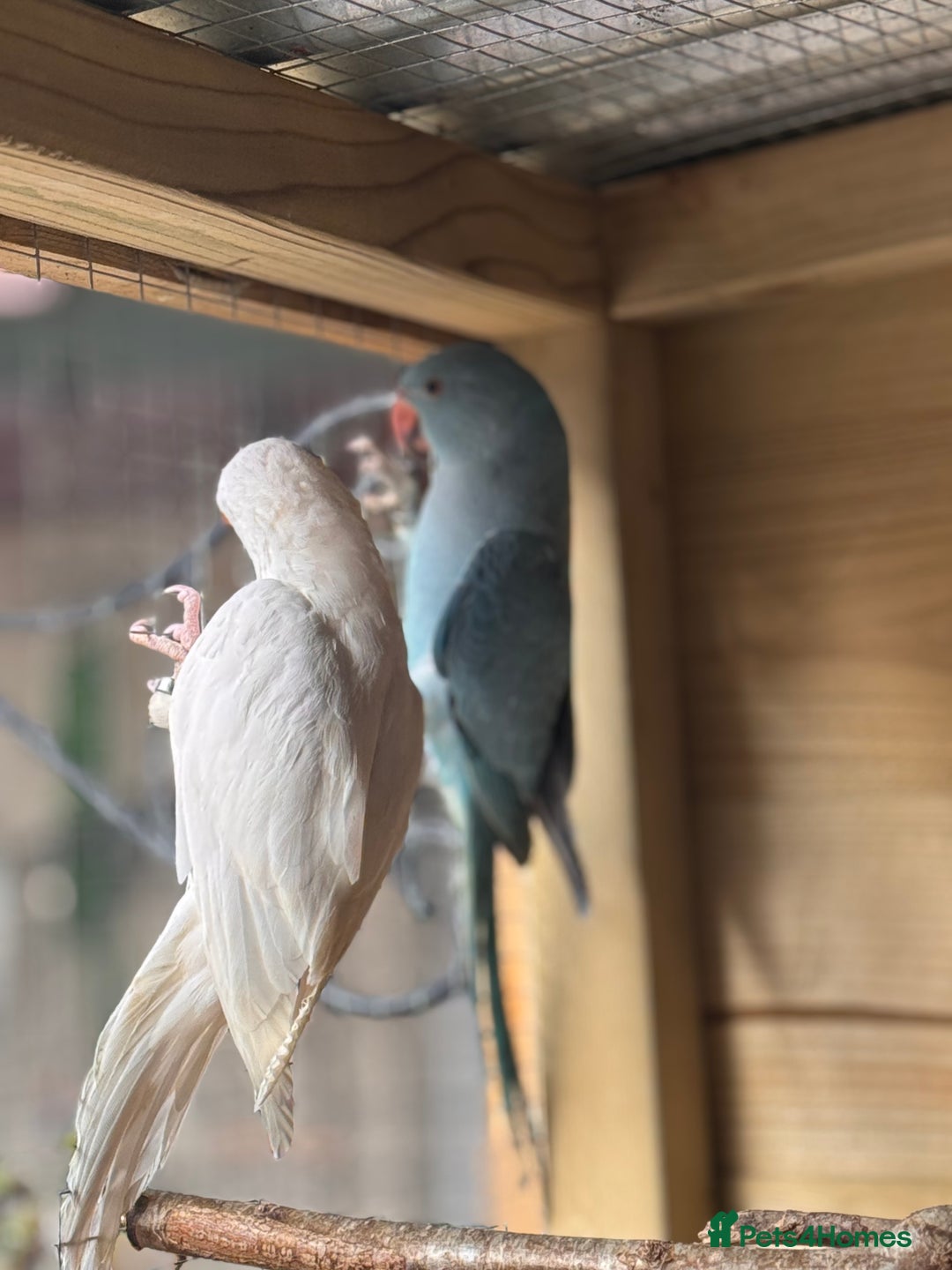 Ringnecks birds for sale: Ringnecks  - Advert 3