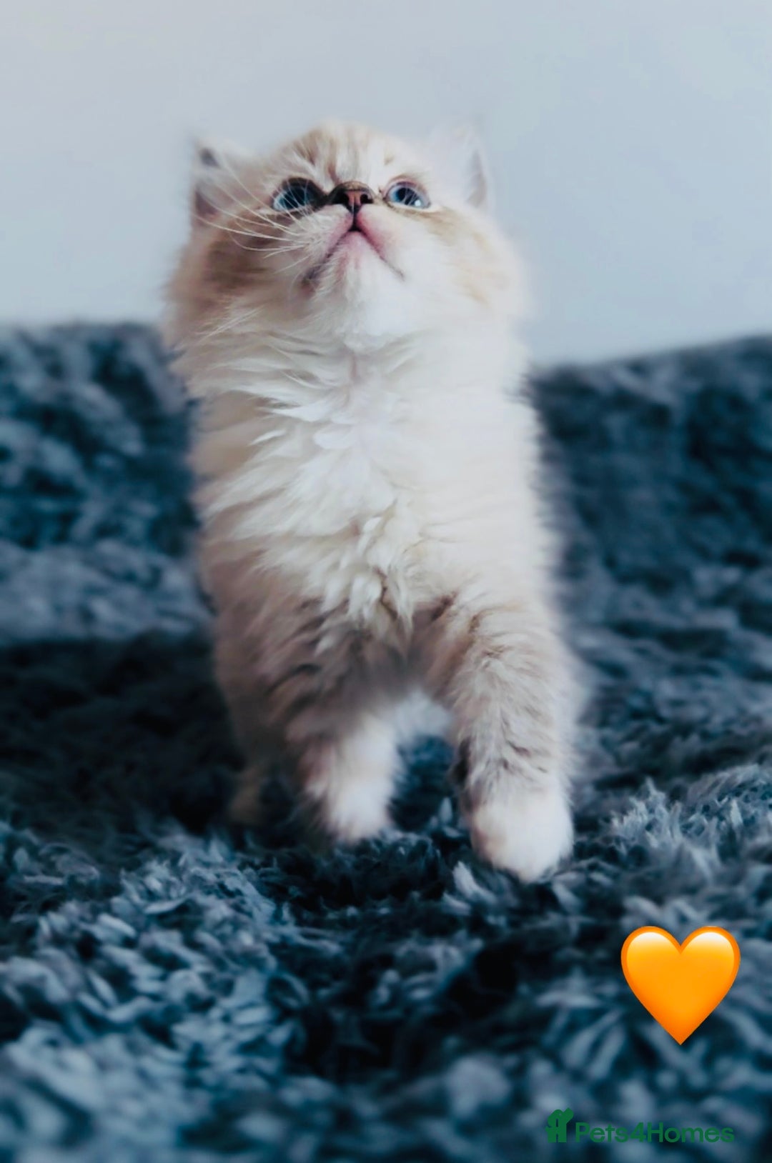 Ragdoll cats for sale: 🩷🐾Tica full Pedigree🐾EU Ragdoll 🐱🐾DNA Clear - Advert 18