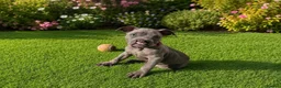 Staffordshire Bull Terrier dogs for sale: Beautiful Blue Staffordshire Bull Terrier Pup - Advert 1