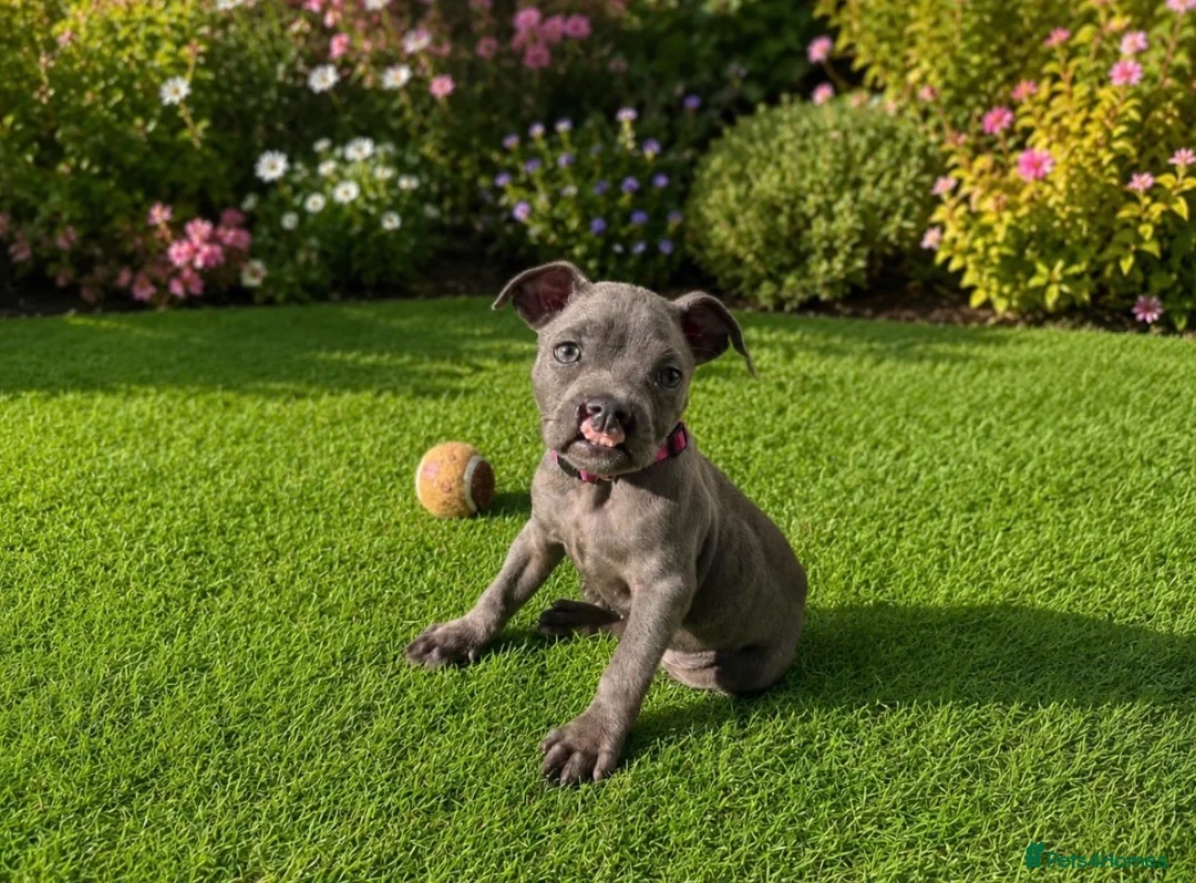 Staffordshire Bull Terrier dogs for sale: Beautiful Blue Staffordshire Bull Terrier Pup - Advert 1