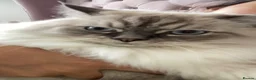 Mixed Breed cats for sale: Siberian Male cat for sale  - Advert 1