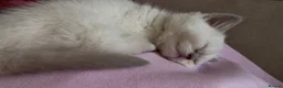 British Shorthair cats for sale: READY TO GO Pure bred British shorthair kittens - Advert 4