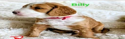 Cockapoo dogs for sale: F1B fully DNA checked Cockerpoo puppies .  - Advert 3
