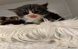 Persian cats for sale: Persian Kittens  - Image 16