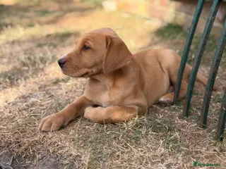 Labrador Retriever dogs KC Registered Labrador Puppy - Boy - Advert 11