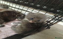 Mixed Breed cats for sale: Gorgeous grey and tabby grey kittens  - Image 4