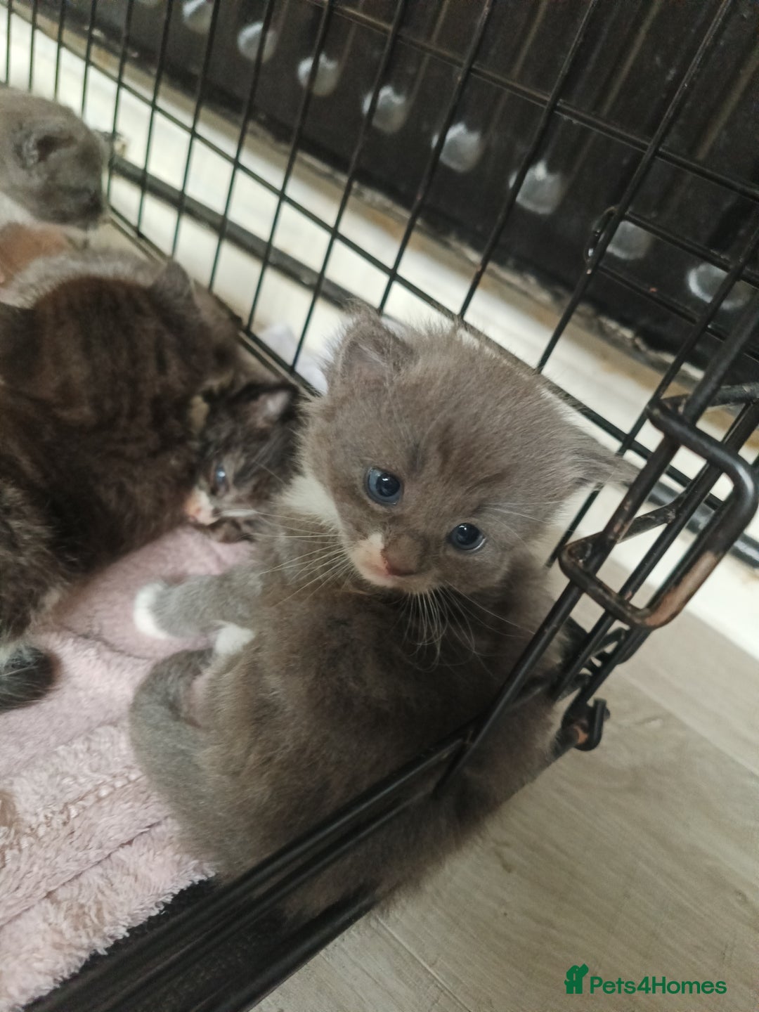 Mixed Breed cats for sale: Gorgeous grey and tabby grey kittens  - Image 4