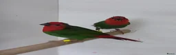 Finches birds for sale: Foreign finches available  - Advert 6