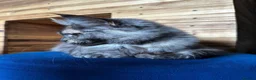 Maine Coon cats for sale: Active MaineCoon Girl Available | Full Registered  - Advert 5