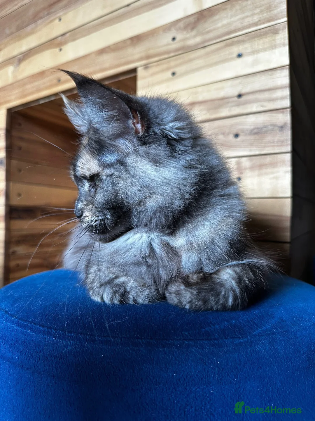 Maine Coon cats for sale: Active MaineCoon Girl Available | Full Registered  - Advert 5