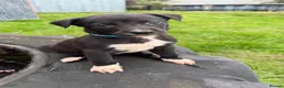 Lurcher dogs for sale: Beautiful Lurcher Pups For sale 🐶 - Advert 3