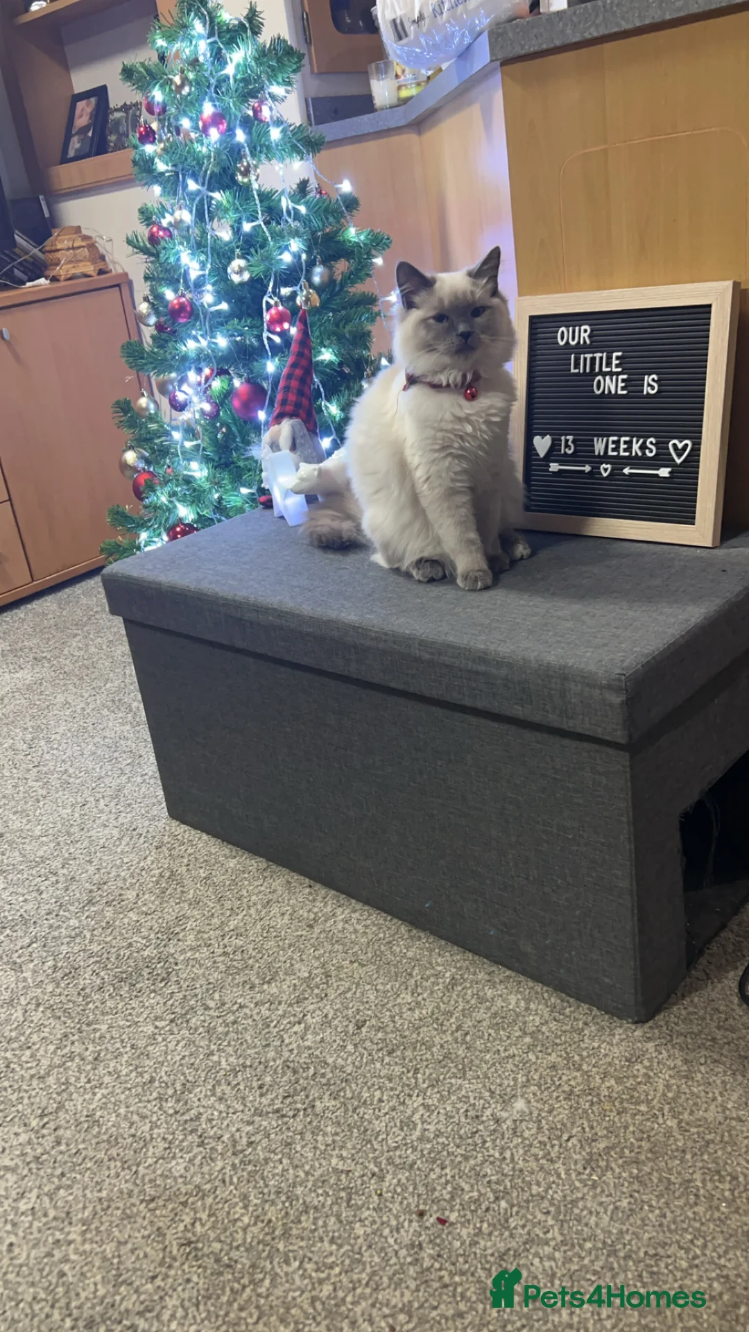 Ragdoll cats for sale: Ragdoll girl - Advert 3