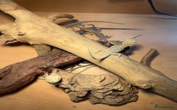 Bearded Dragon reptiles for sale: Bearded Dragon Babies - Image 4