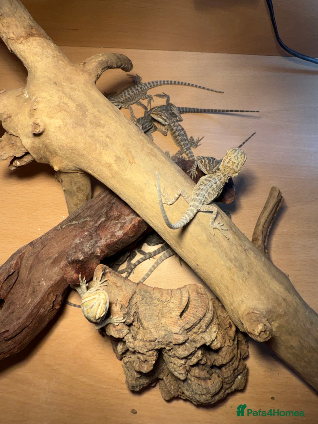 Bearded Dragon reptiles for sale: Bearded Dragon Babies - Image 4