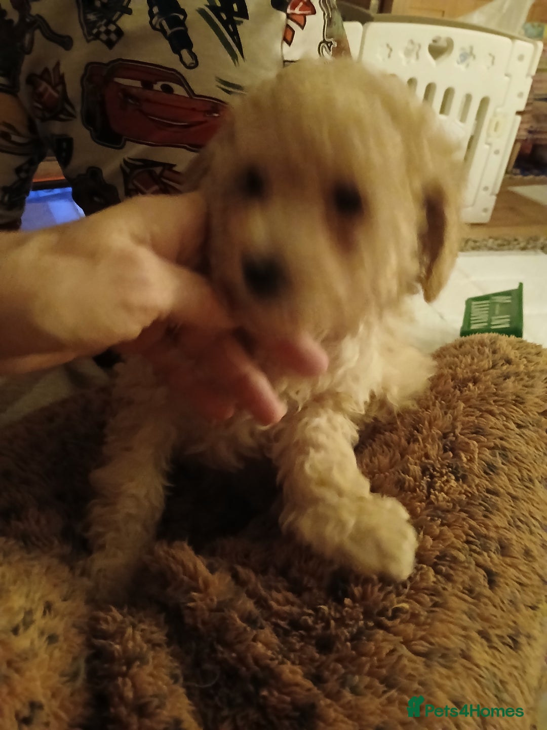 Maltipoo dogs for sale: Maltypoo pups - Advert 28