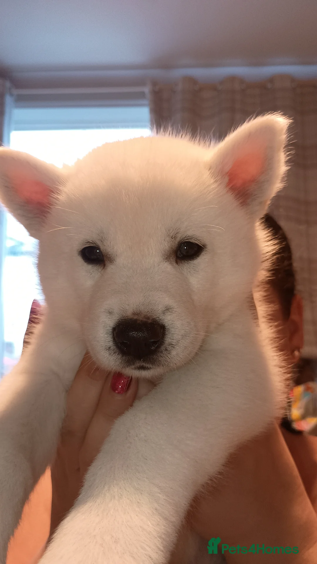 Huskita dogs for sale: 6 huskita puppies  - Advert 7