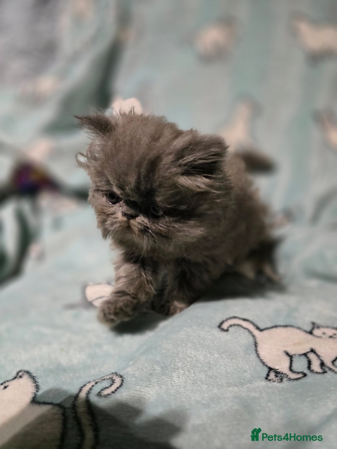Persian cats for sale: GCCF REGISTERED KITTENS CHAMPION LINES - Image 14