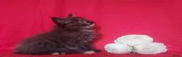 Maine Coon cats for sale: GCCF REGISTERED MAINE COON KITTENS FOR SALE  - Advert 14