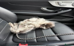 Pomeranian dogs for stud: Stud duties - Image 5