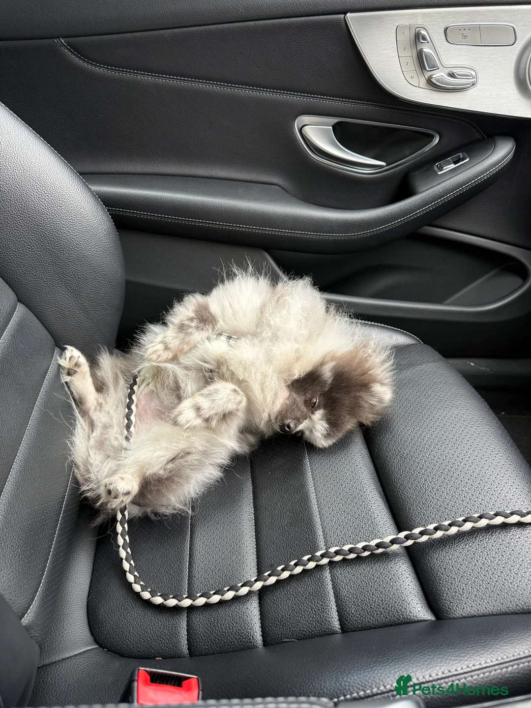 Pomeranian dogs for stud: Stud duties - Advert 3