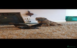 Border Terrier dogs for sale: Stunning border terrier puppys - Image 15