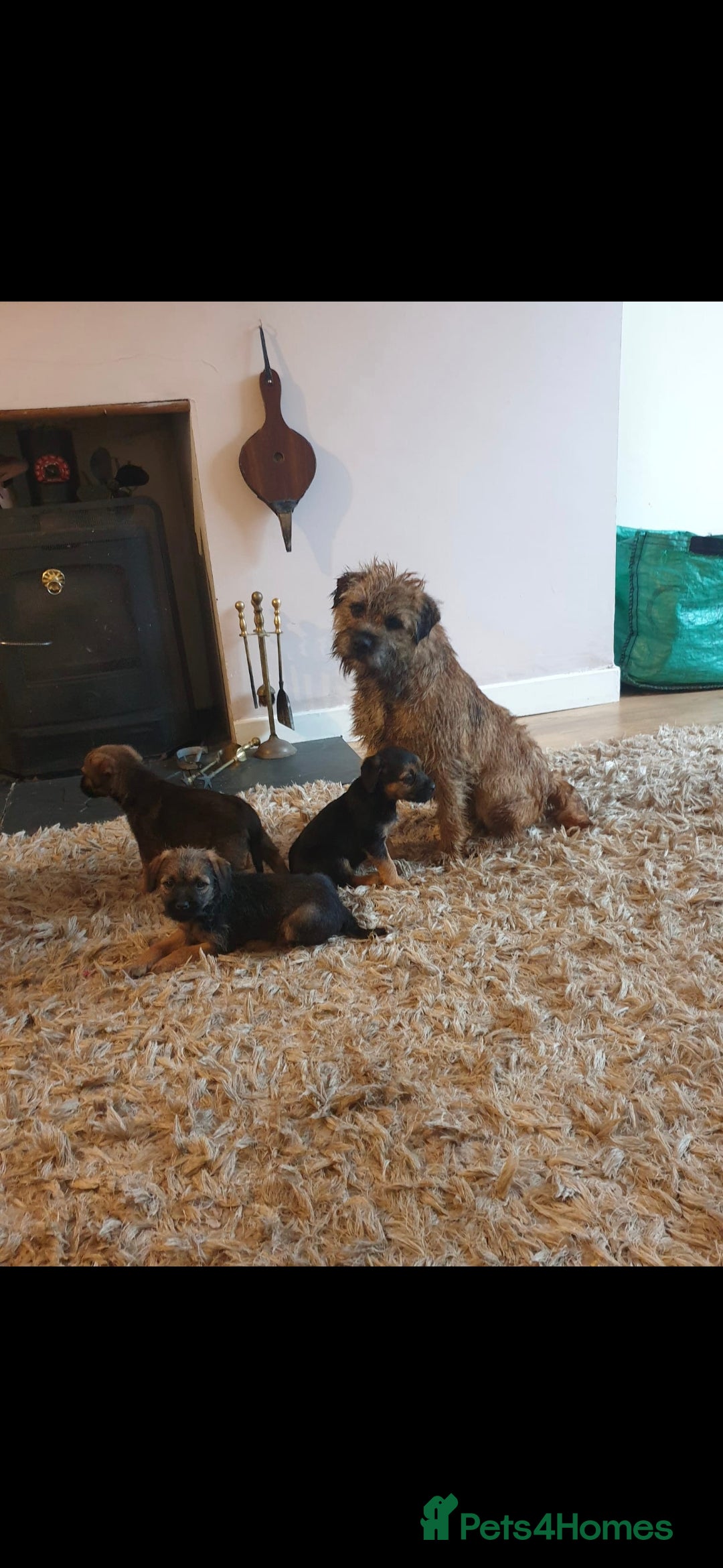 Border Terrier dogs for sale: Stunning border terrier puppys - Image 15