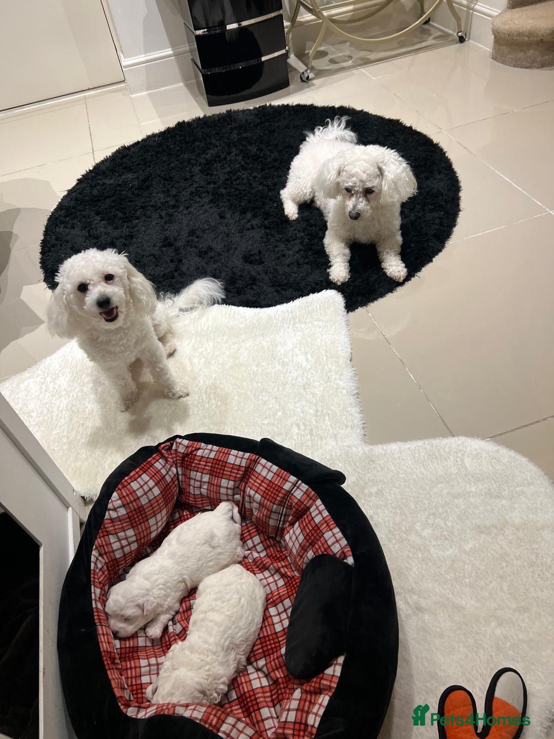 Bichon Frise dogs for sale: Pure Bichon Frise - Image 9