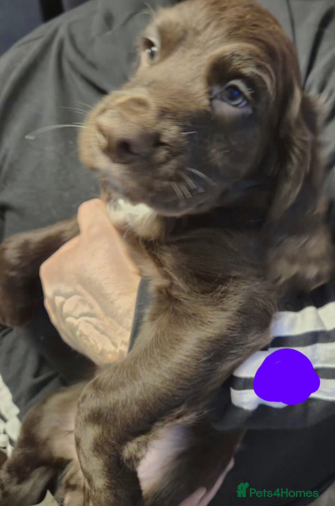 Cocker Spaniel dogs for sale: Stunning Cocker Spaniel puppies for sale - Advert 8