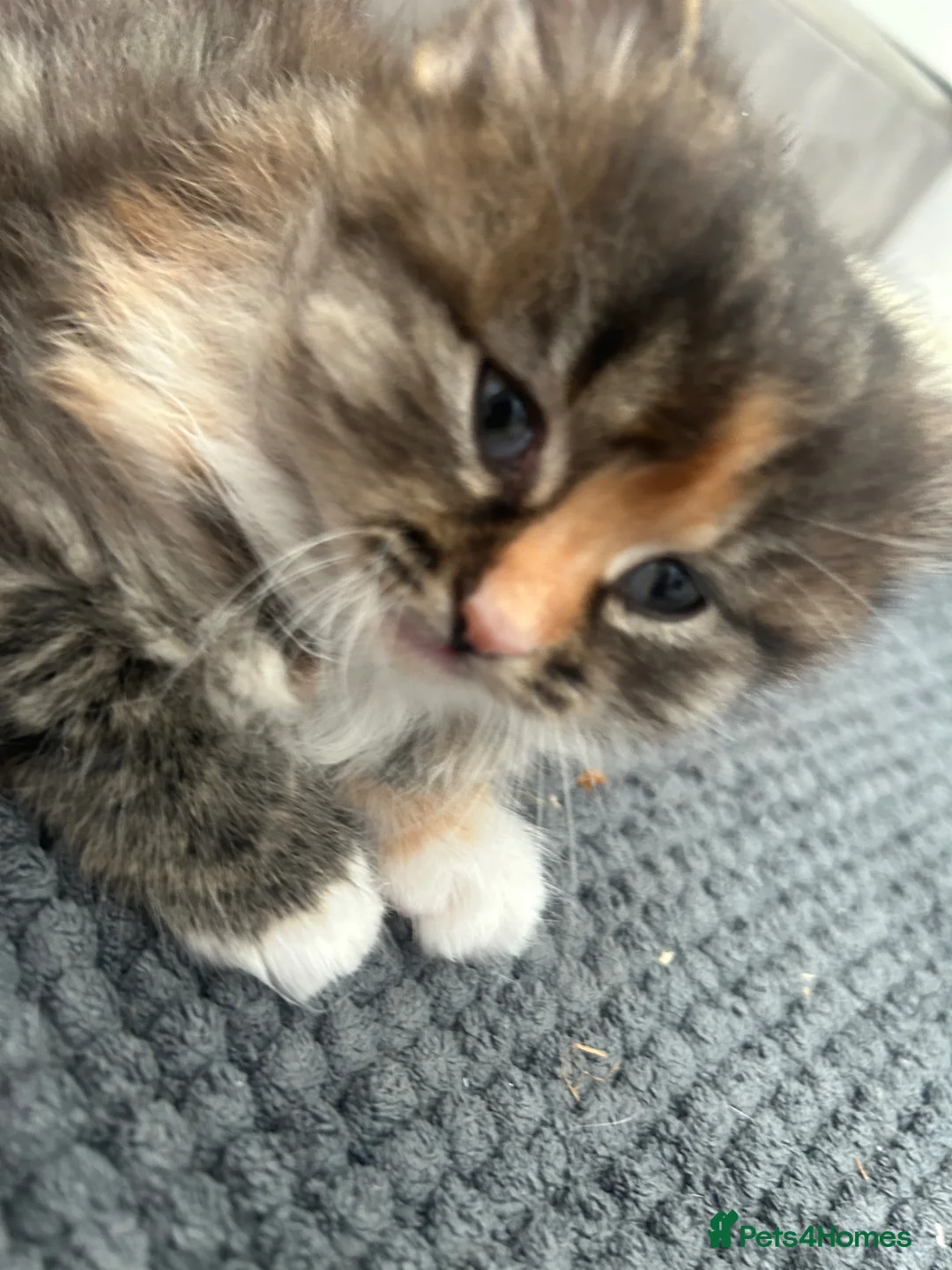 Domestic Shorthair cats for sale: Female kittens  - Advert 1