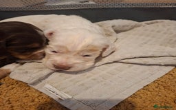 Mixed Breed dogs for sale: Beautiful Clumber spaniel x sprockers  - Image 12